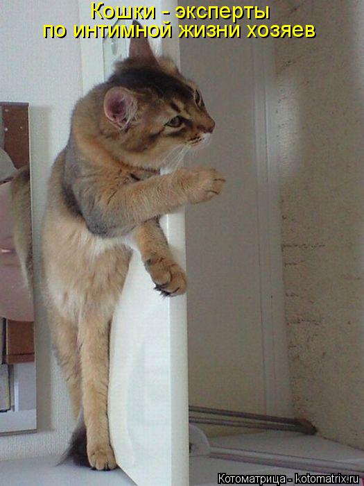 Котоматрица: Кошки - эксперты  по интимной жизни хозяев