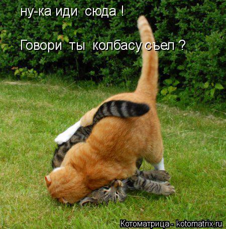 Котоматрица: ну-ка иди  сюда !  Говори  ты  колбасу съел ?