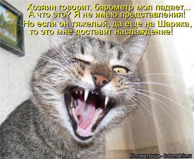 Котоматрица: Хозяин говорит, барометр мол падает... А что это? Я не имею представления! Но если он тяжелый, да еще на Шарика, то это мне доставит наслаждени
