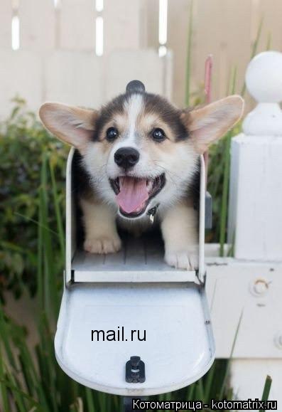 Котоматрица: mail.ru