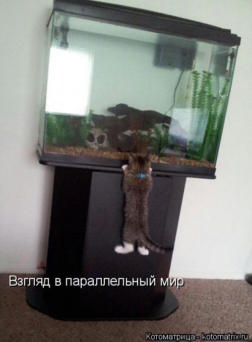 Котоматрица: Взгляд в параллельный мир