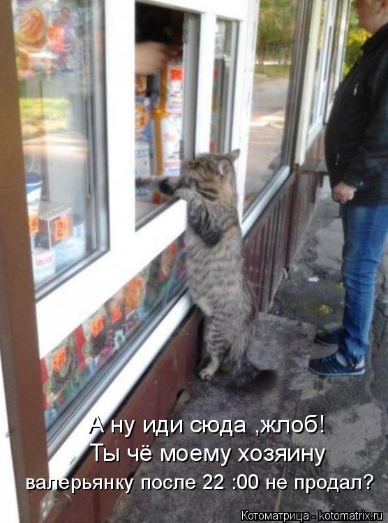 Котоматрица: А ну иди сюда ,жлоб! Ты чё моему хозяину  валерьянку после 22 :00 не продал?