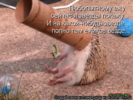 Котоматрица: Любопытному ежу сейчас я звёзды покажу... И на какой-нибудь звезде полно там ёжиков везде...