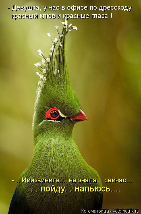 Котоматрица: - Девушка, у нас в офисе по дресскоду красный клюв и красные глаза ! - .. Ииизвините.... не знала... сейчас... ... пойду... напьюсь....