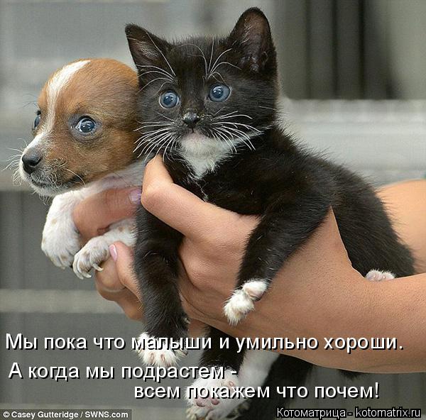 Котоматрица: Мы пока что малыши и умильно хороши. А когда мы подрастем - всем покажем что почем!