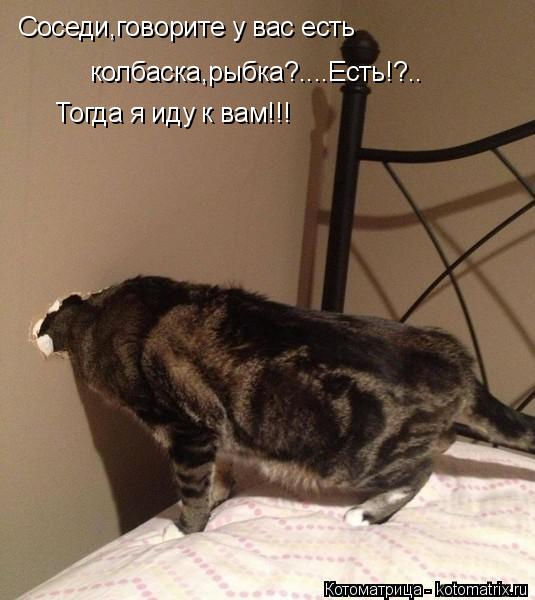 Котоматрица: Соседи,говорите у вас есть  колбаска,рыбка?....Есть!?.. Тогда я иду к вам!!!