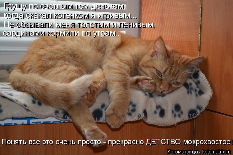 Котоматрица: Грущу по светлым тем денькам, когда скакал котенком я игривым... Не обзывали меня толстым и ленивым, сардинами кормили по утрам... Понять все 