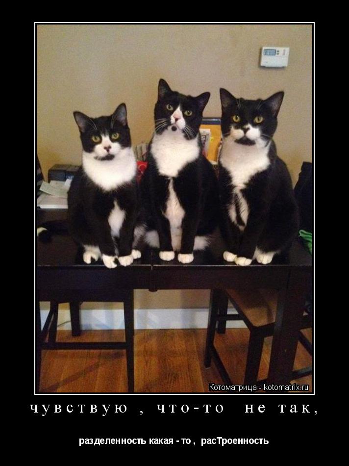 Котоматрица: чувствую , что-то  не так, разделенность какая - то ,  расТроенность