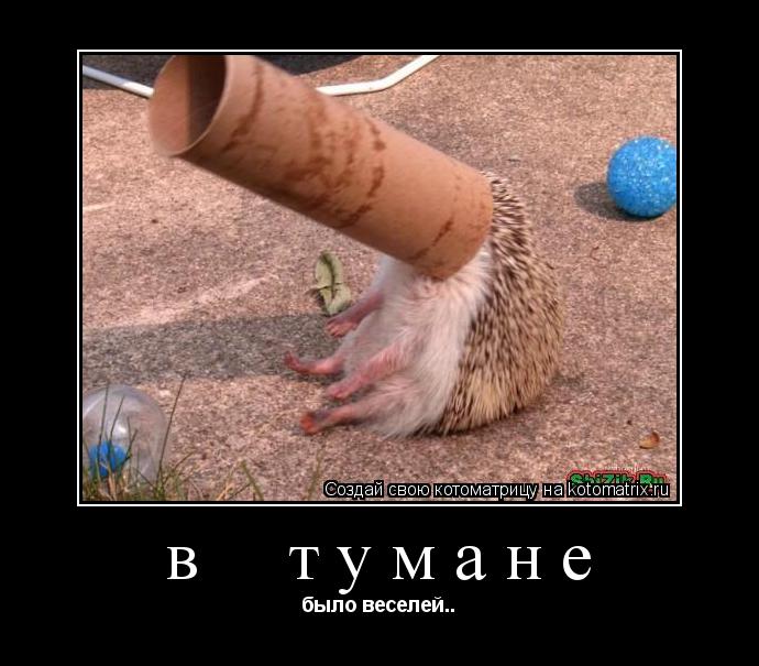 в тумане было веселей..... Котоматрица: в тумане было веселей..