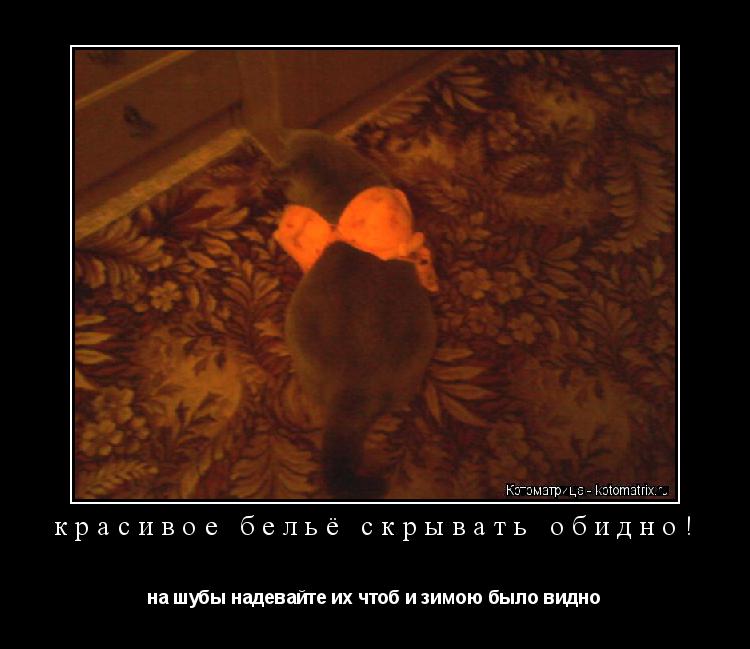 Котоматрица: красивое бельё скрывать обидно!  на шубы надевайте их чтоб и зимою было видно 