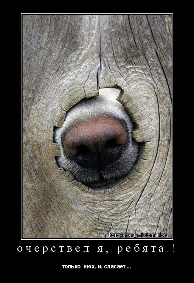 Котоматрица: очерствел я, ребята.! только  нюх. и. спасает ...