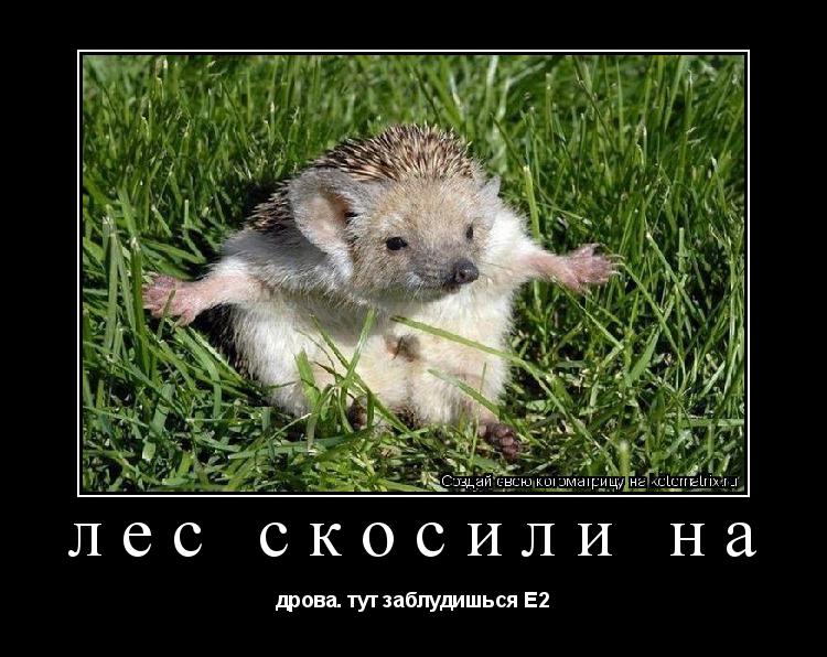 лес скосили на дрова. тут заблудишься Е2... Котоматрица: лес скосили на дрова. тут заблудишься Е2