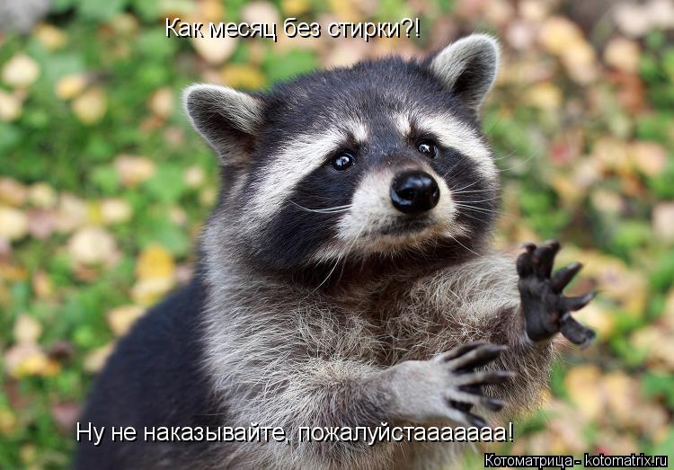 Как месяц без стирки?! Ну не наказывайте, пожалуйстааааааа!... Котоматрица: Как месяц без стирки?! Ну не наказывайте, пожалуйстааааааа!