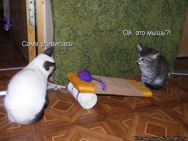 Котоматрица: Ой, это мышь?! Сама удивилась