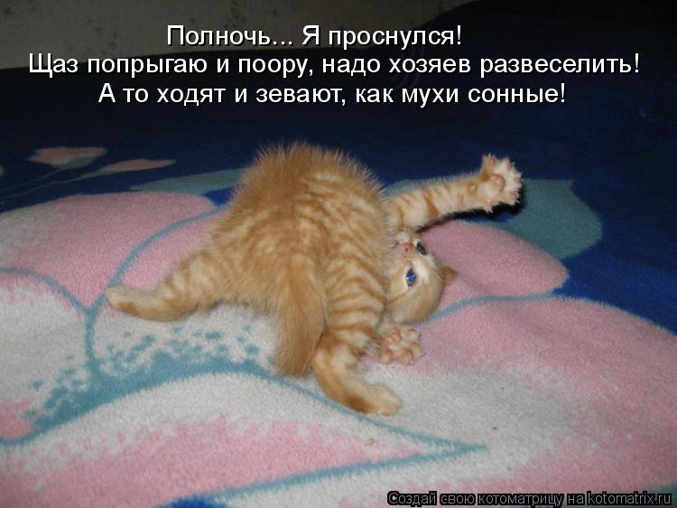 Котоматрица: Полночь... Я проснулся!  Щаз попрыгаю и поору, надо хозяев развеселить!  А то ходят и зевают, как мухи сонные!