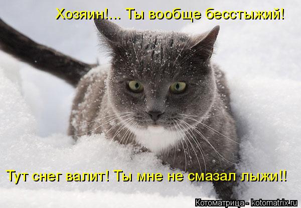Хозяин!... Ты вообще бесстыжий! Тут снег валит! Ты мне не смазал лыжи!!... Котоматрица: Хозяин!... Ты вообще бесстыжий! Тут снег валит! Ты мне не смазал лыжи!!