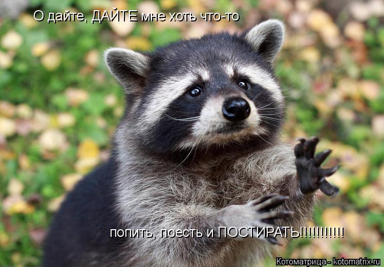 О дайте, ДАЙТЕ мне хоть что-то попить, поесть и ПОСТИРАТЬ!!!!!!!!!!!... Котоматрица: О дайте, ДАЙТЕ мне хоть что-то попить, поесть и ПОСТИРАТЬ!!!!!!!!!!!