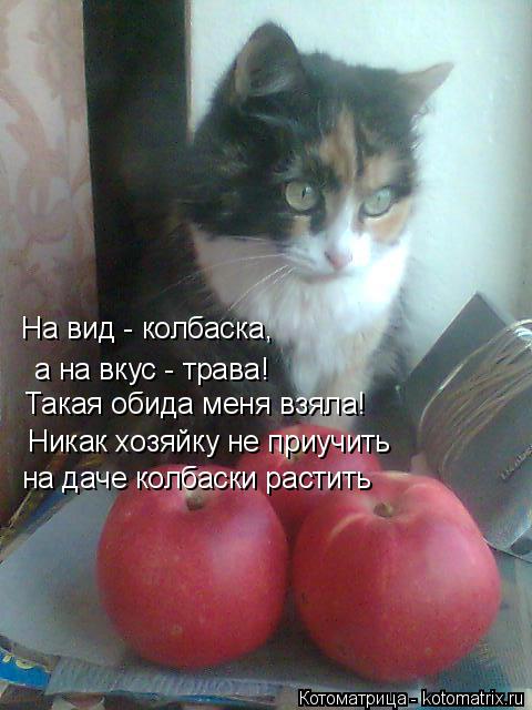На вид - колбаска, а на вкус - трава! Такая обида меня взяла! Никак хозяйку не приучить на даче колб... Котоматрица: На вид - колбаска, а на вкус - трава! Такая обида меня взяла! Никак хозяйку не приучить на даче колбаски растить