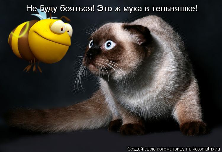 Котоматрица: Не буду бояться! Это ж муха в тельняшке!