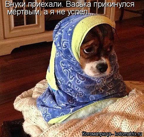 Внуки приехали. Васька прикинулся мёртвым, а я не успел...... Котоматрица: Внуки приехали. Васька прикинулся мёртвым, а я не успел...