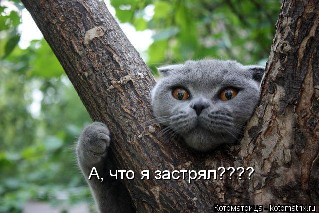 А, что я застрял????... Котоматрица: А, что я застрял????