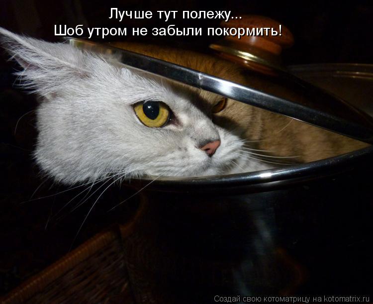 Котоматрица: Лучше тут полежу... Шоб утром не забыли покормить!