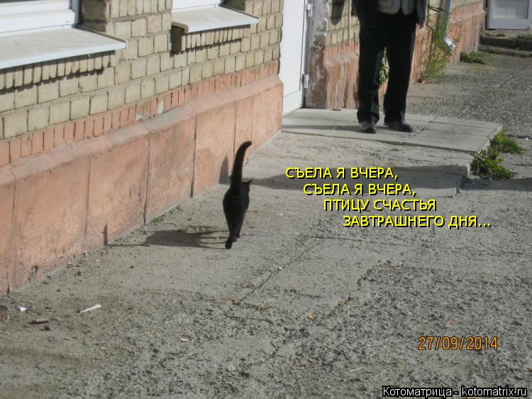 СЪЕЛА Я ВЧЕРА, СЪЕЛА Я ВЧЕРА, ПТИЦУ СЧАСТЬЯ ЗАВТРАШНЕГО ДНЯ...... Котоматрица: СЪЕЛА Я ВЧЕРА, СЪЕЛА Я ВЧЕРА, ПТИЦУ СЧАСТЬЯ ЗАВТРАШНЕГО ДНЯ...