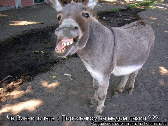 Чё Винни ,опять с Поросёнком за медом лазил ???... Котоматрица: Чё Винни ,опять с Поросёнком за медом лазил ???