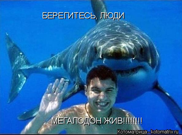 БЕРЕГИТЕСЬ, ЛЮДИ МЕГАЛОДОН ЖИВ!!!!!!!!... Котоматрица: БЕРЕГИТЕСЬ, ЛЮДИ МЕГАЛОДОН ЖИВ!!!!!!!!