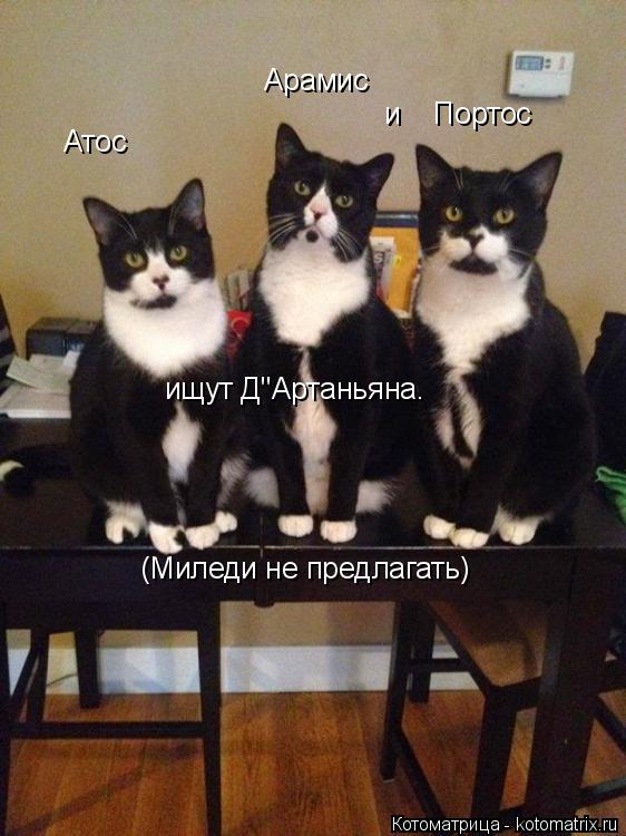 Котоматрица: Атос Арамис и    Портос ищут Д"Артаньяна. (Миледи не предлагать)