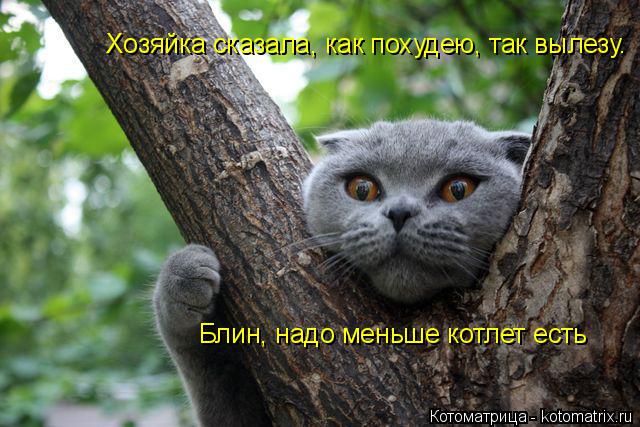 Котоматрица: Хозяйка сказала, как похудею, так вылезу. Блин, надо меньше котлет есть