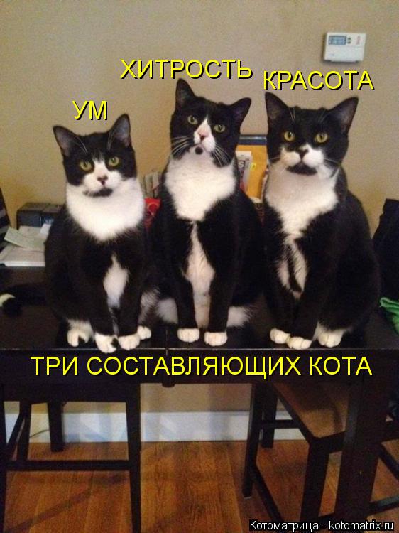 УМ ХИТРОСТЬ КРАСОТА ТРИ СОСТАВЛЯЮЩИХ КОТА... Котоматрица: УМ ХИТРОСТЬ КРАСОТА ТРИ СОСТАВЛЯЮЩИХ КОТА