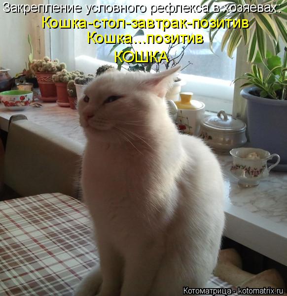 Кошка-стол-завтрак-позитив Кошка...позитив КОШКА Закрепление условного рефлекса в хозяевах:... Котоматрица: Кошка-стол-завтрак-позитив Кошка...позитив КОШКА Закрепление условного рефлекса в хозяевах: