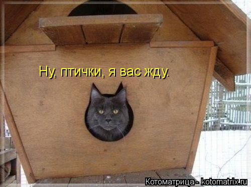 Котоматрица: Ну, птички, я вас жду.