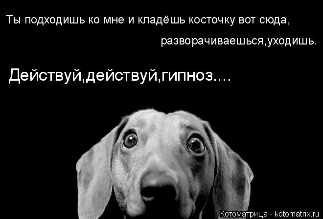 Ты подходишь ко мне и кладёшь косточку вот сюда, разворачиваешься,уходишь. Действуй,действуй,гипноз..... Котоматрица: Ты подходишь ко мне и кладёшь косточку вот сюда, разворачиваешься,уходишь. Действуй,действуй,гипноз....