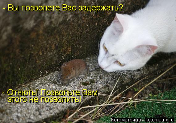 Котоматрица: этого не позволить! - Вы позволете Вас задержать? - Отнють! Позвольте Вам