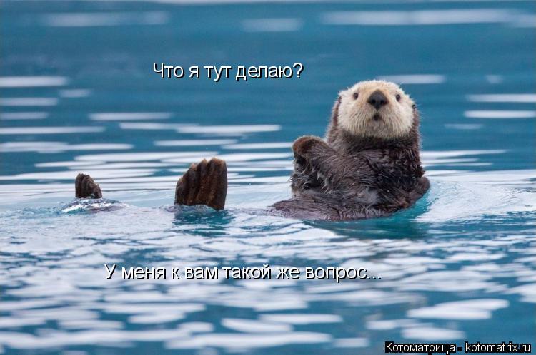 Что я тут делаю? У меня к вам такой же вопрос...... Котоматрица: Что я тут делаю? У меня к вам такой же вопрос...