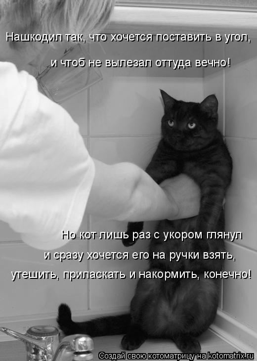 Котоматрица: и чтоб не вылезал оттуда вечно! Нашкодил так, что хочется поставить в угол, Но кот лишь раз с укором глянул утешить, приласкать и накормить, к