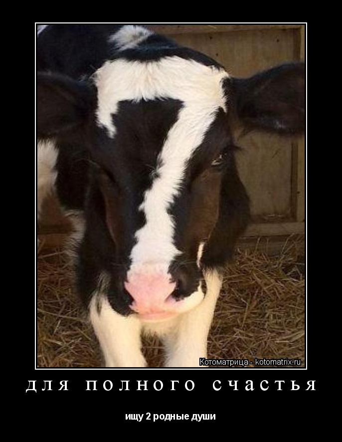 для полного счастья ищу 2 родные души... Котоматрица: для полного счастья ищу 2 родные души