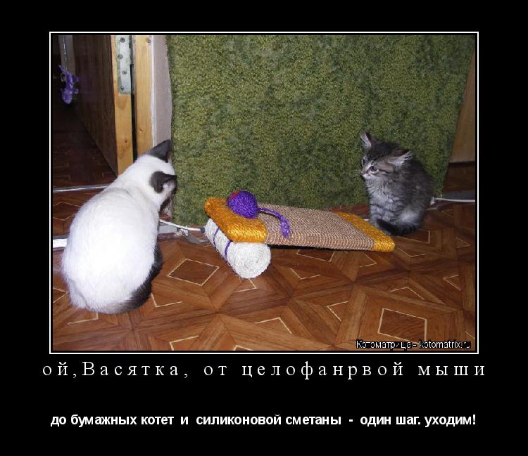 Котоматрица: ой,Васятка, от целофанрвой мыши до бумажных котет  и  силиконовой сметаны  -  один шаг. уходим!