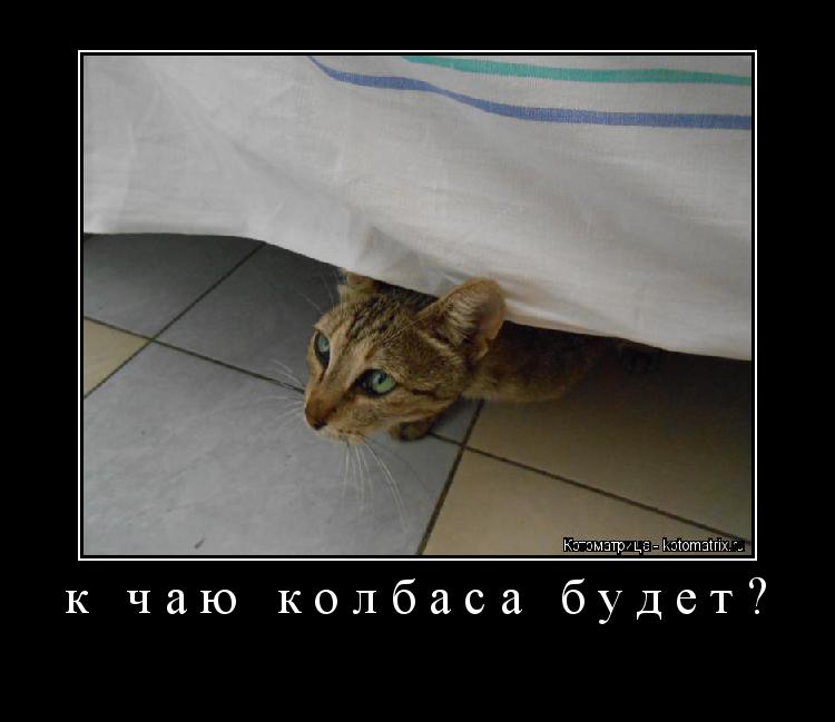 к чаю колбаса будет? ... Котоматрица: к чаю колбаса будет?