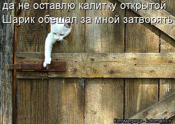 да не оставлю калитку открытой Шарик обещал за мной затворять... Котоматрица: да не оставлю калитку открытой Шарик обещал за мной затворять