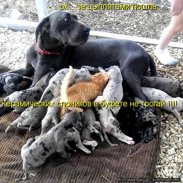 Котоматрица: -... ох... за цыплятами пошла..... Керамических слоников в буфете не трогай !!!!