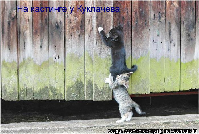 На кастинге у Куклачева... Котоматрица: На кастинге у Куклачева