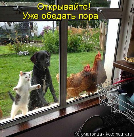 Котоматрица: Открывайте! Уже обедать пора
