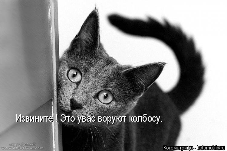 Извините ! Это увас воруют колбосу.... Котоматрица: Извините ! Это увас воруют колбосу.