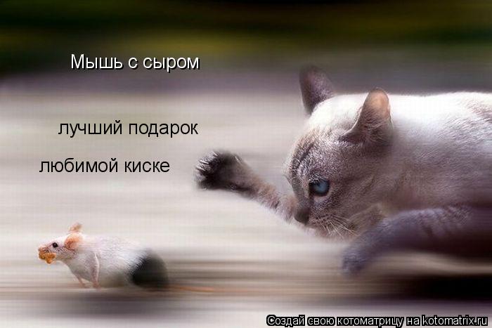 Мышь с сыром лучший подарок любимой киске... Котоматрица: Мышь с сыром лучший подарок любимой киске