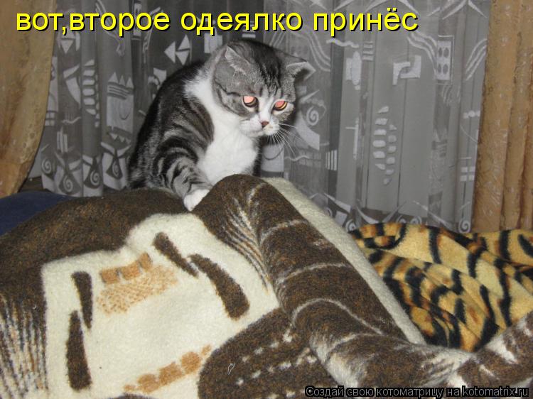 вот,второе одеялко принёс... Котоматрица: вот,второе одеялко принёс