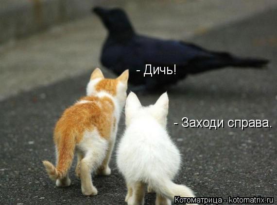 Котоматрица: - Заходи справа.  - Дичь!