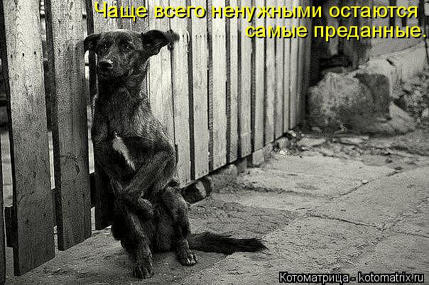 Чаще всего ненужными остаются самые преданные...... Котоматрица: Чаще всего ненужными остаются самые преданные...